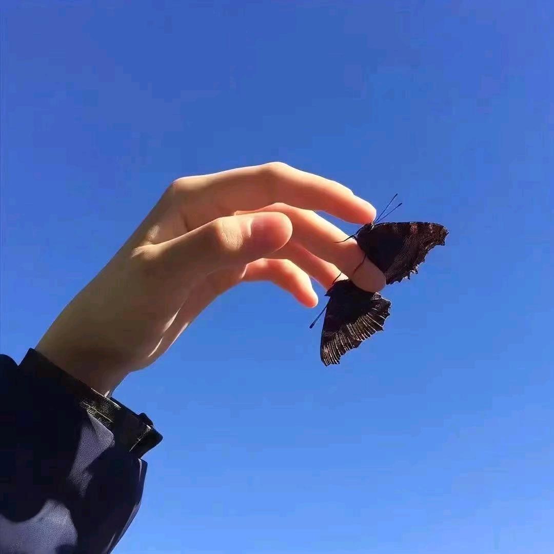朝朝共鸣