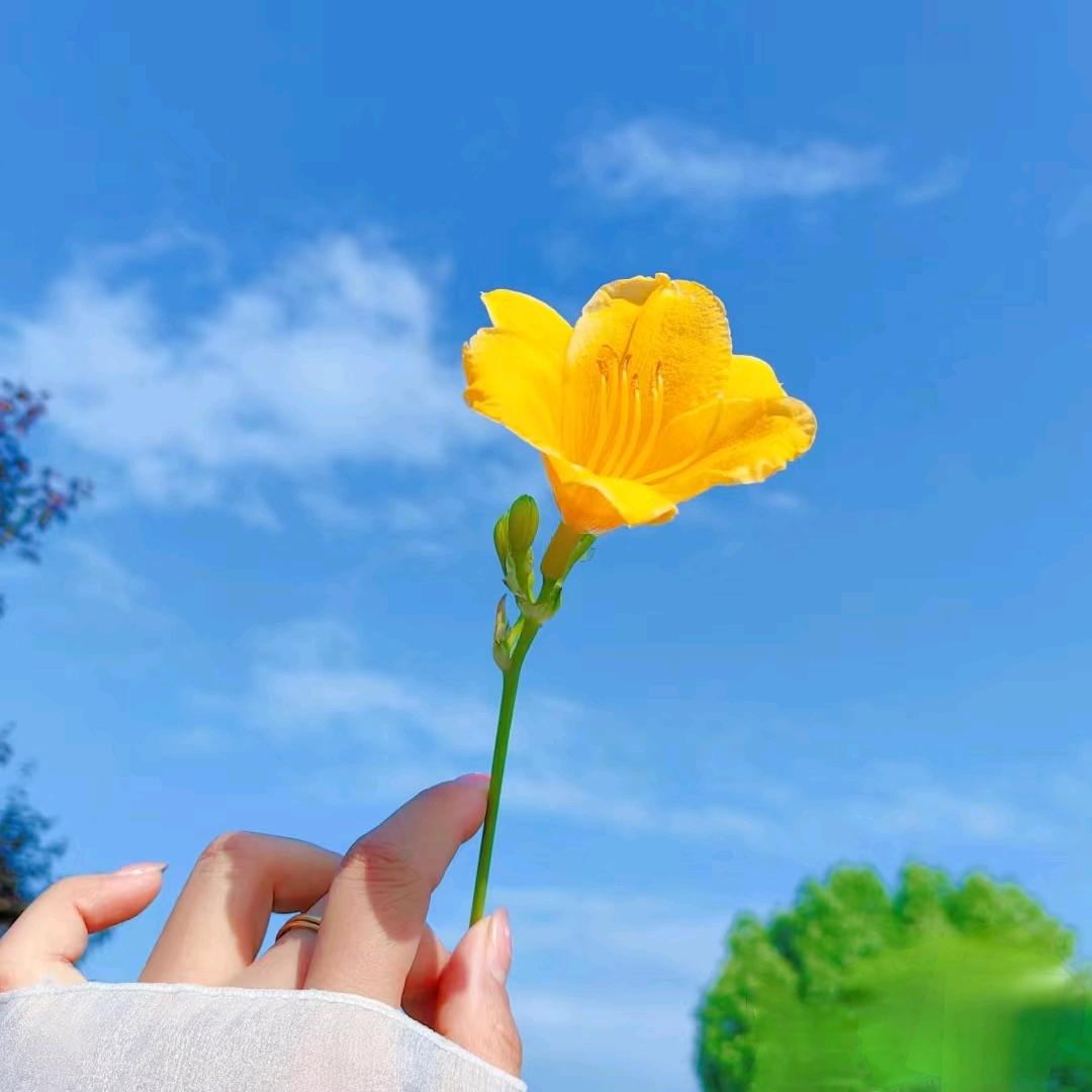 吃草小白猪头像