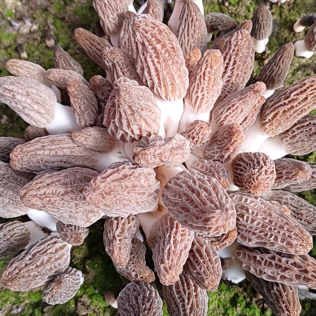 桐柏羊肚菌店