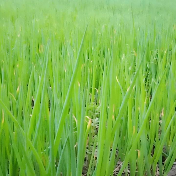 老木头
