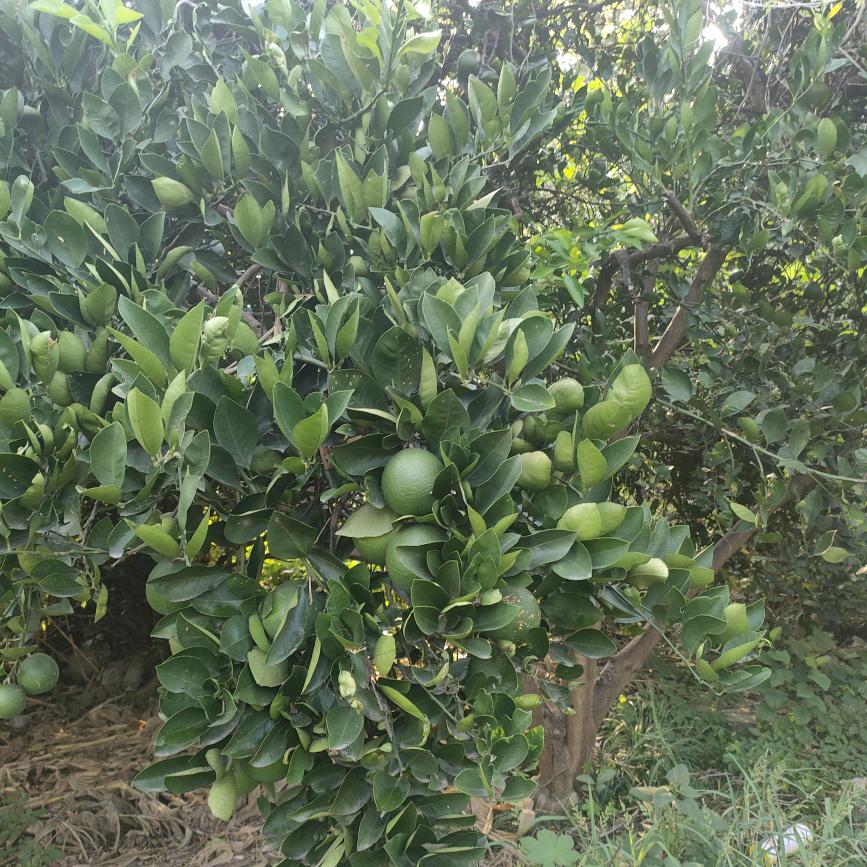 郭晨曦