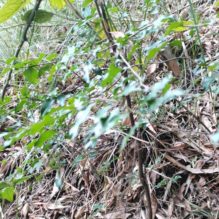 明天会更好
