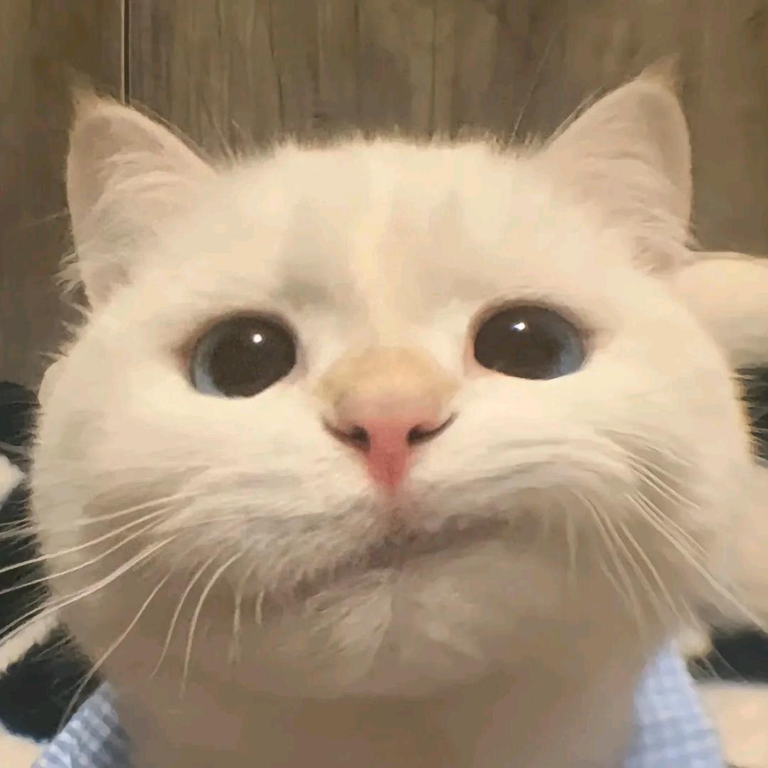 他的猫