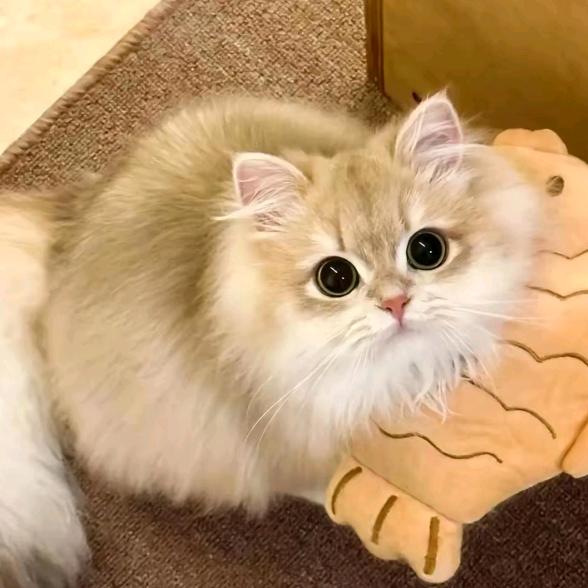 悦湖崇文府可可乐乐