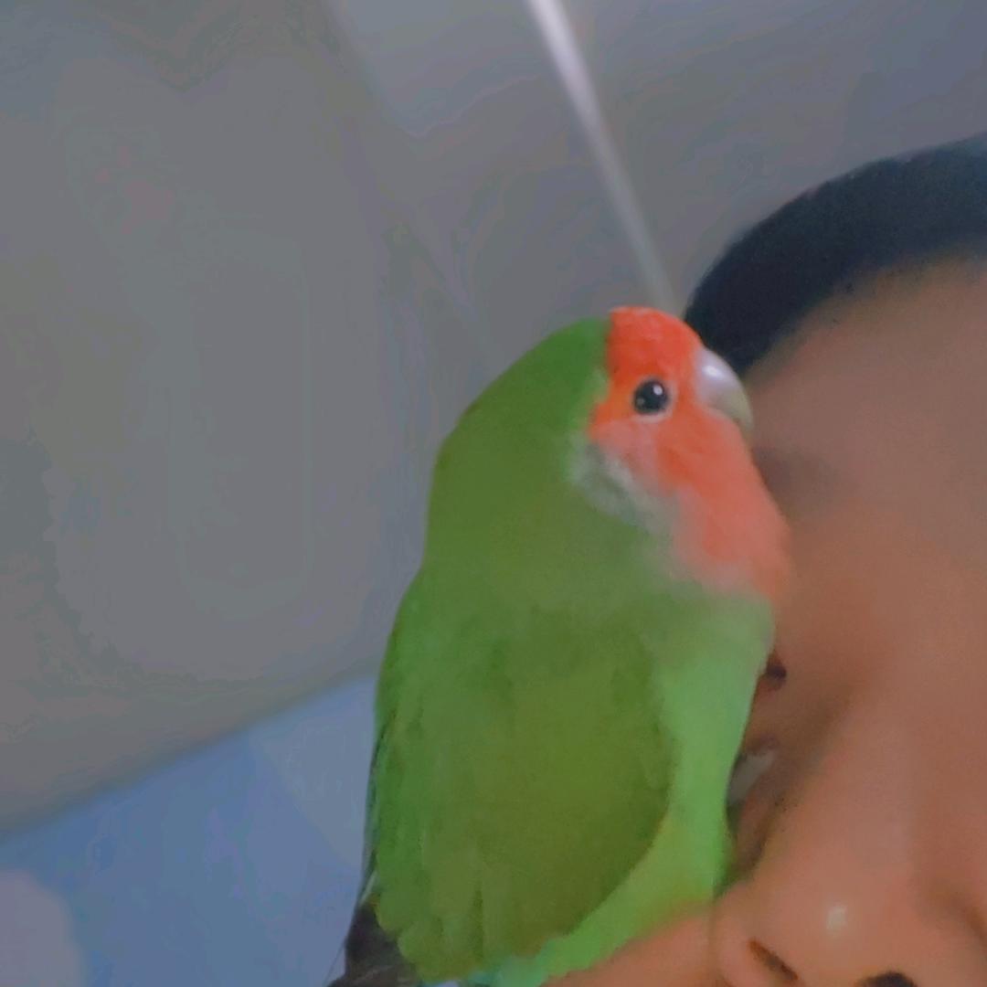 大圆啊头像