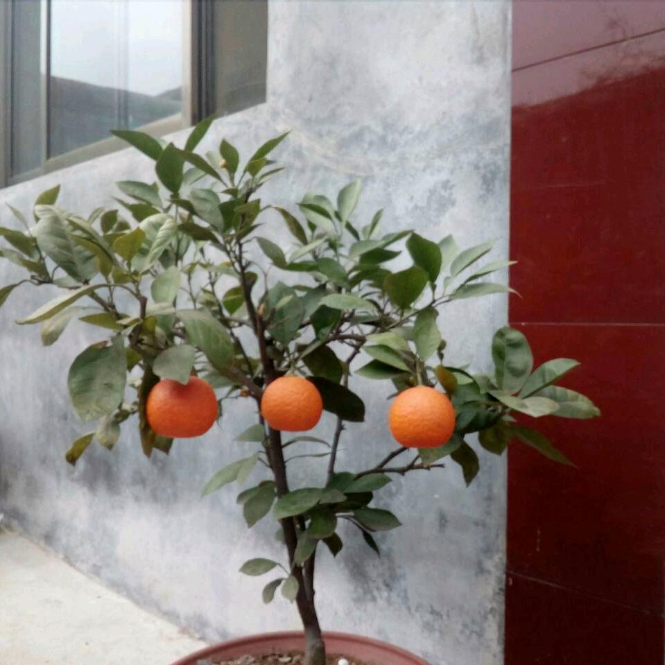 明天更辉煌