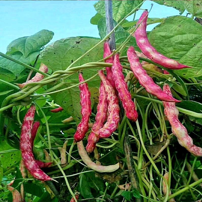 东北大胖哥农产品