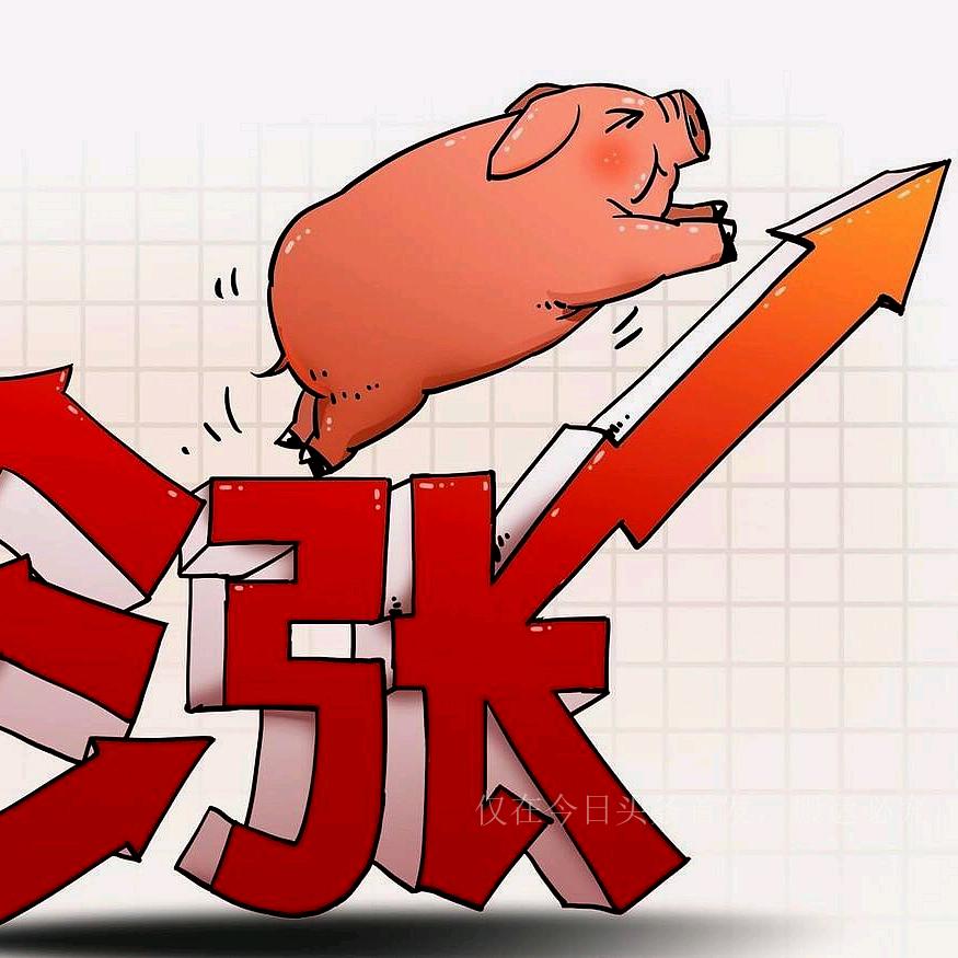 惜情枣庄收大小猪