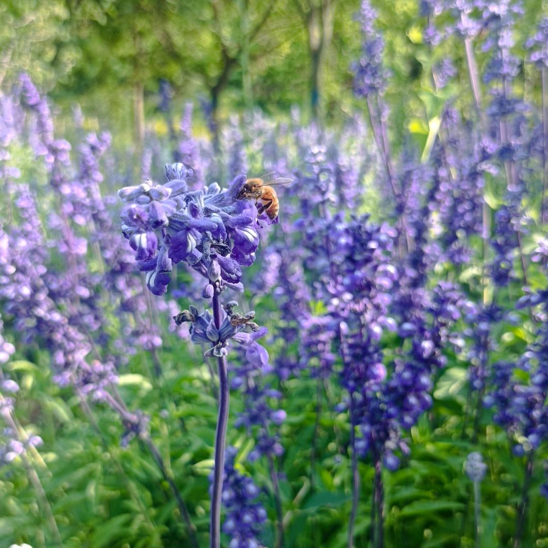 木 林  森
