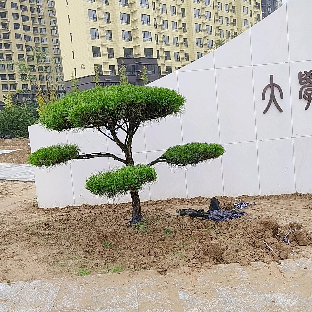 柿柿如意