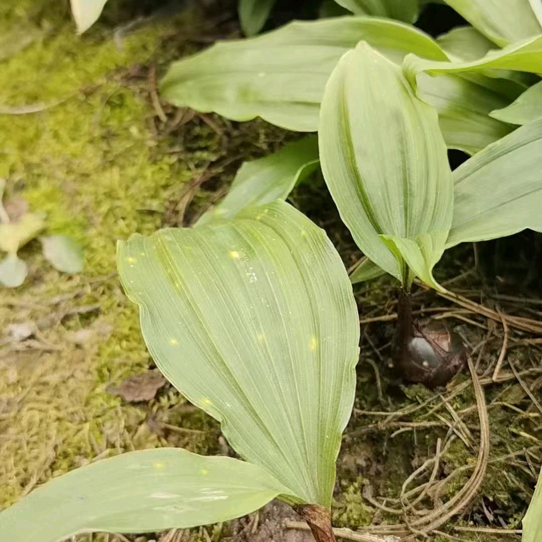 农业种植毛慈菇