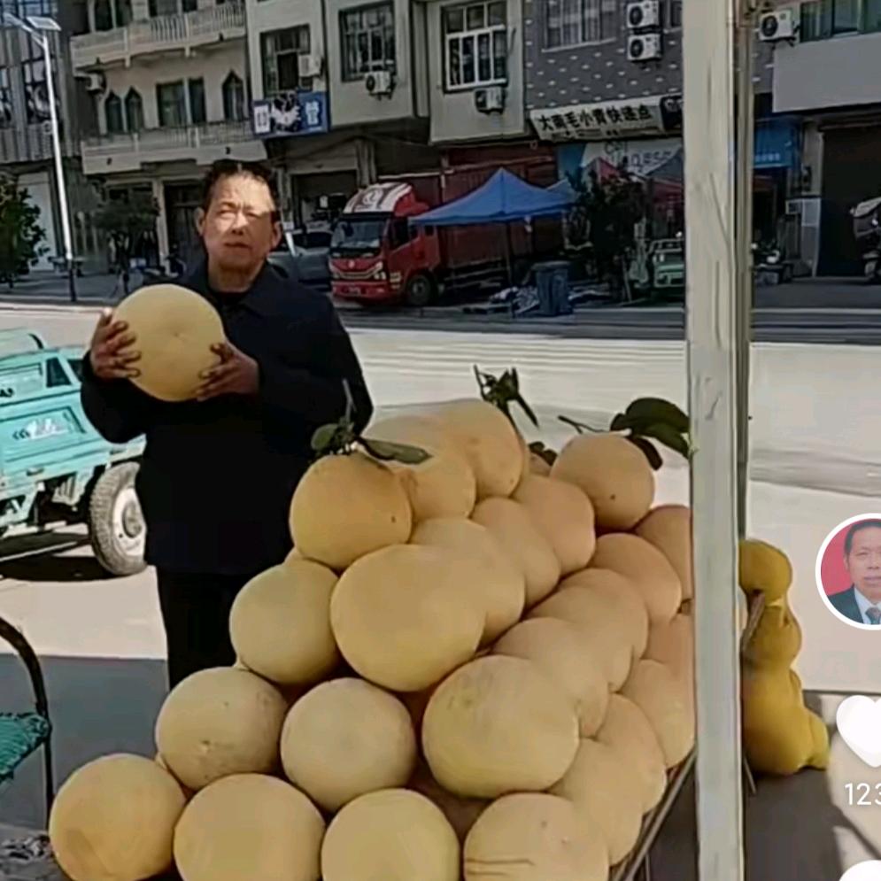 开心老顽童（马家柚果，树，苗）