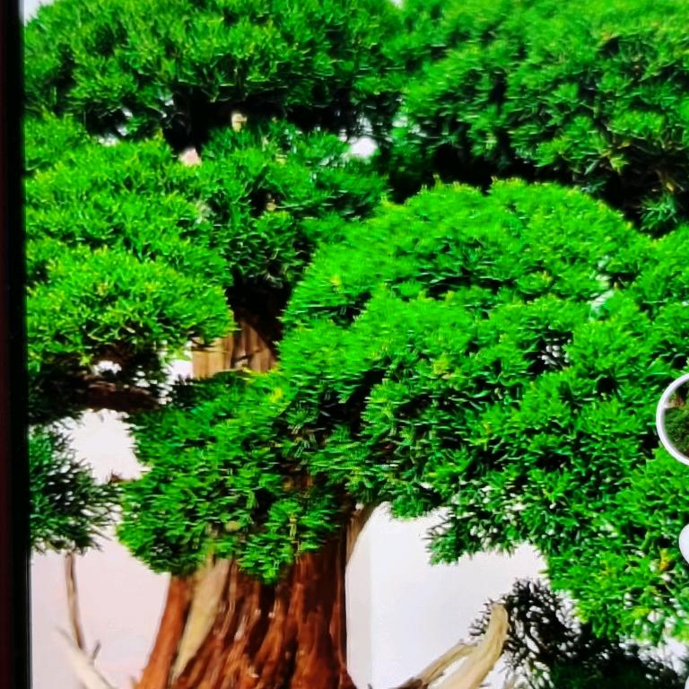 卉玩盆景园艺