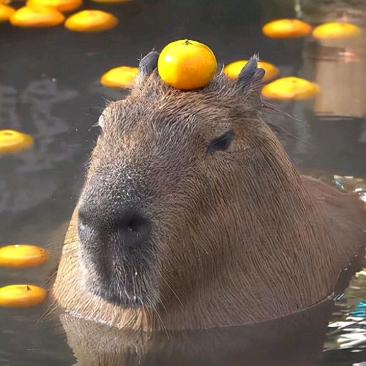 苗龙翔.