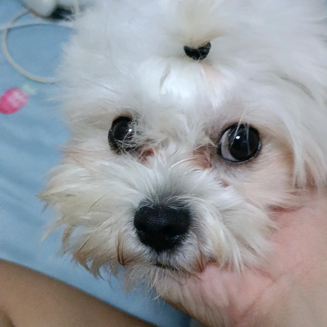 崽崽臭狗宝