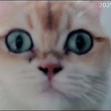 贵 阳 小 侯 哥