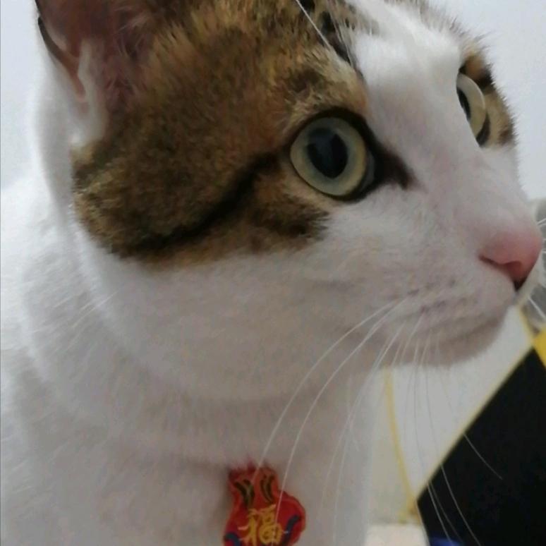 家有萌宠