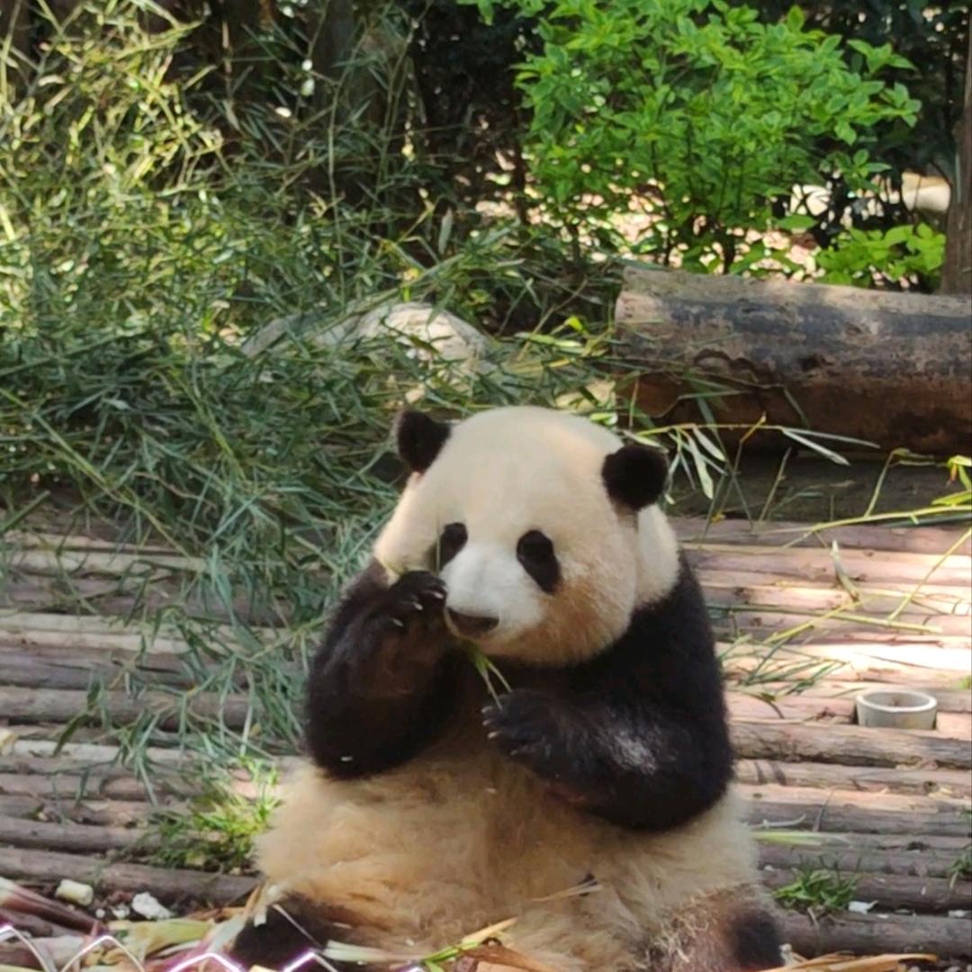 咿呀养了三只猫🐱