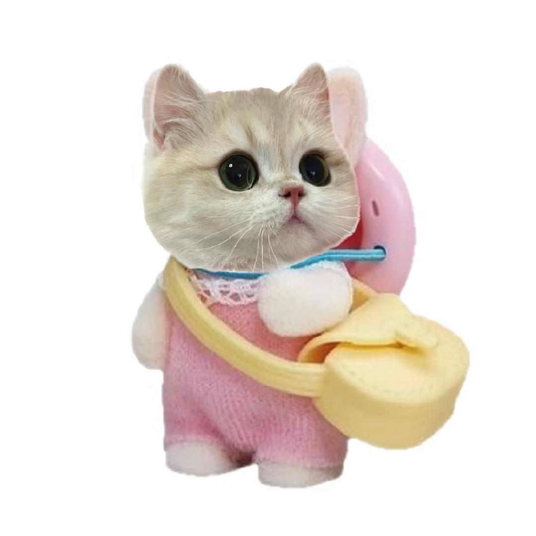 骑滑板的猫