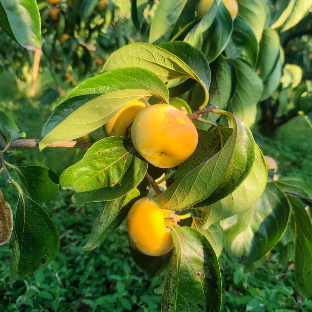 小胖丫农产品店