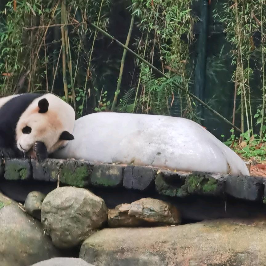 杰哥的星星