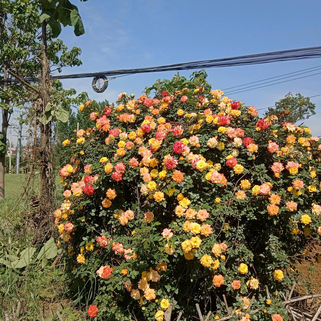 山蝎批发