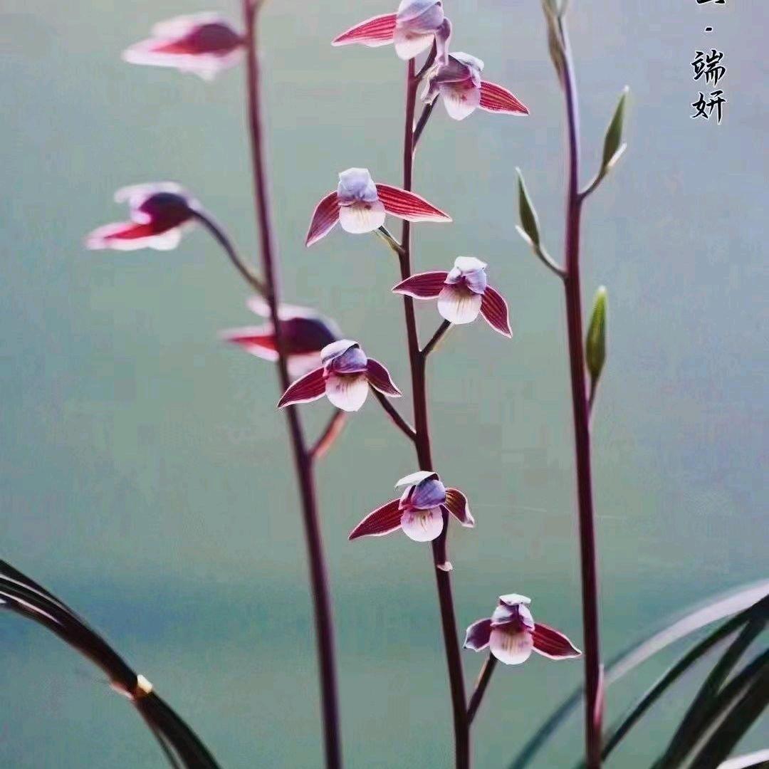皓晨臻选花卉