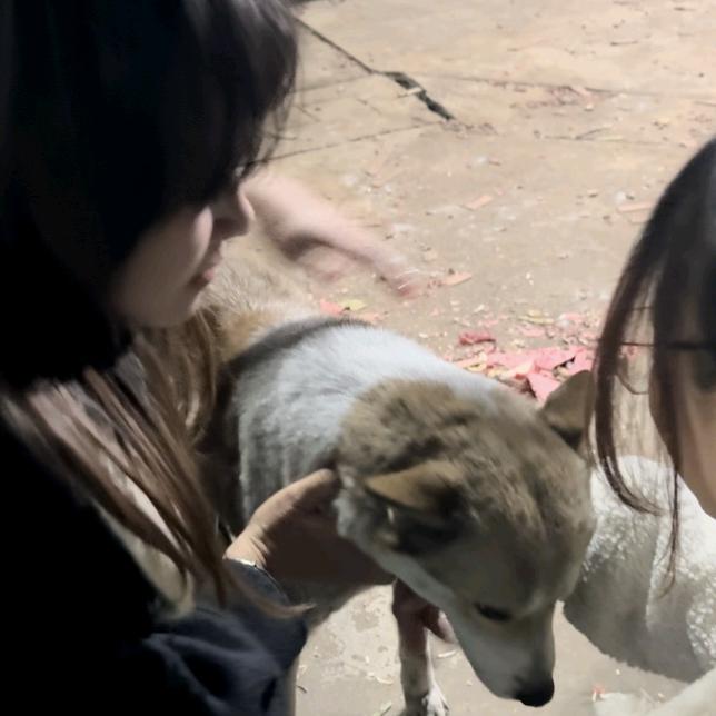 葭芯