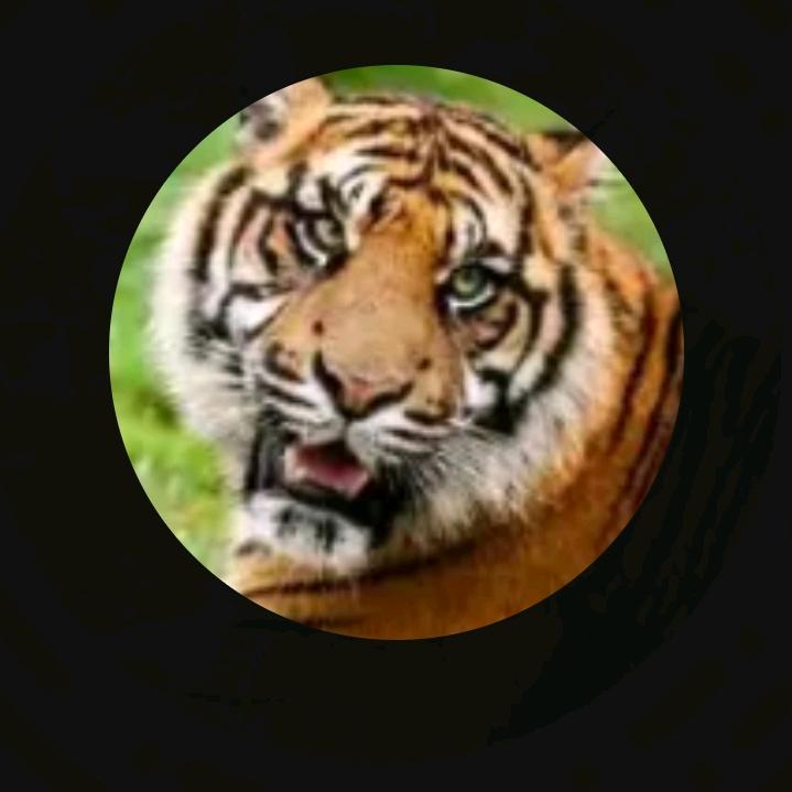 县河🐯虎哥