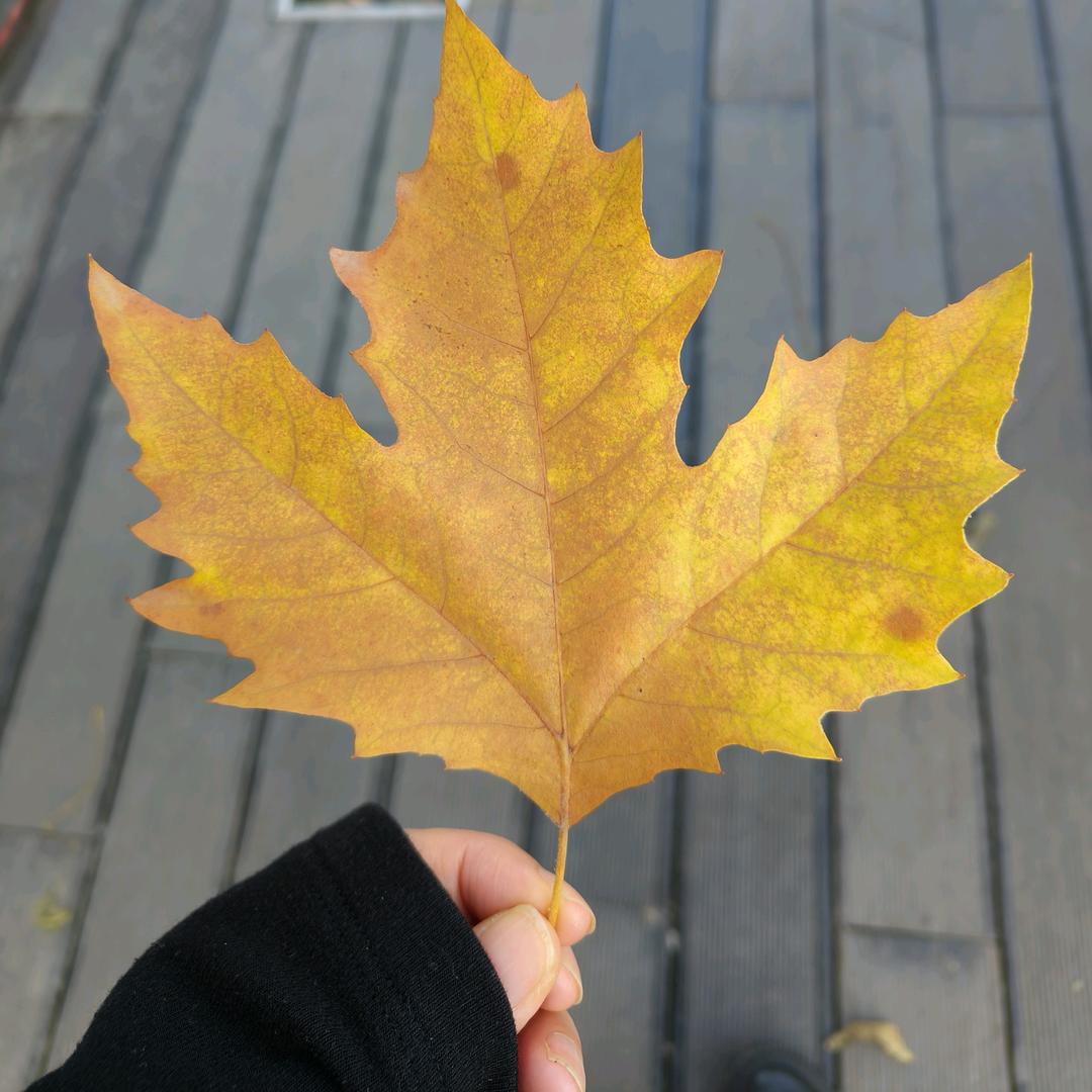 金夕