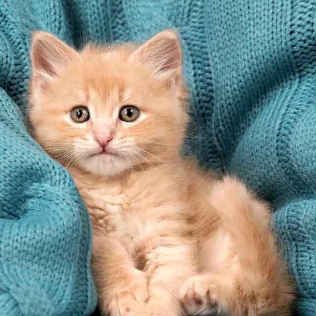 马🐴龙🐉刀拨面