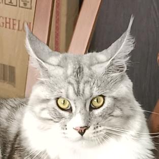 M-W