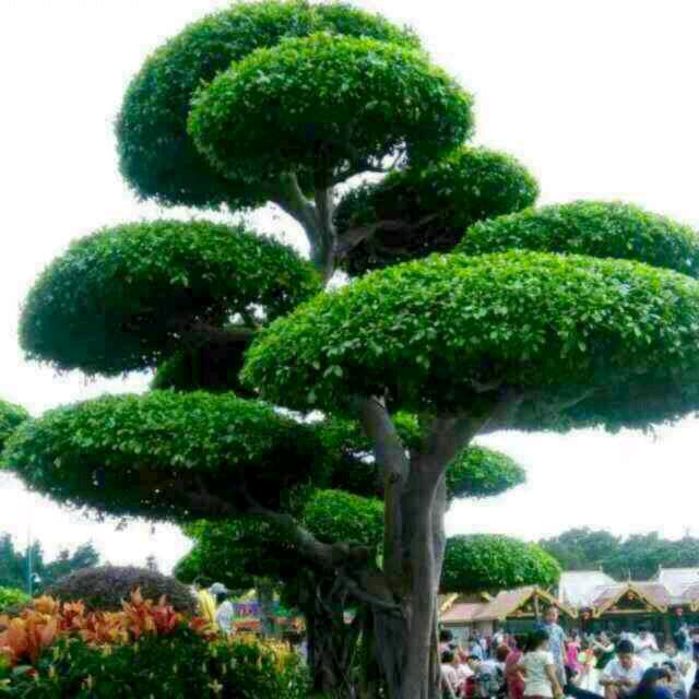 董希华