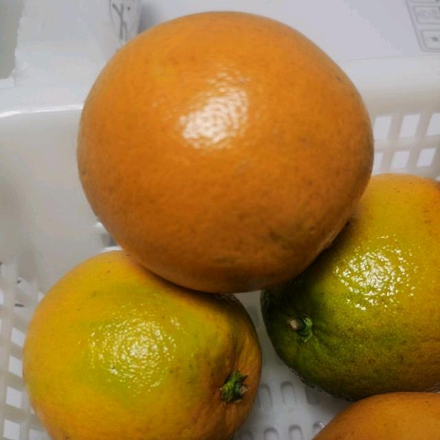 爱豆19
