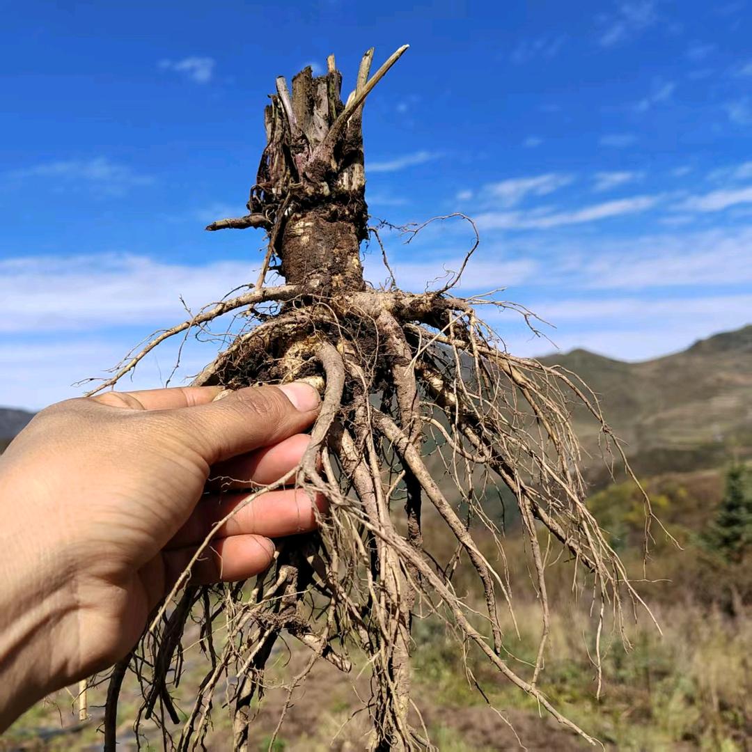 药草香小曹甄选  甘肃特产