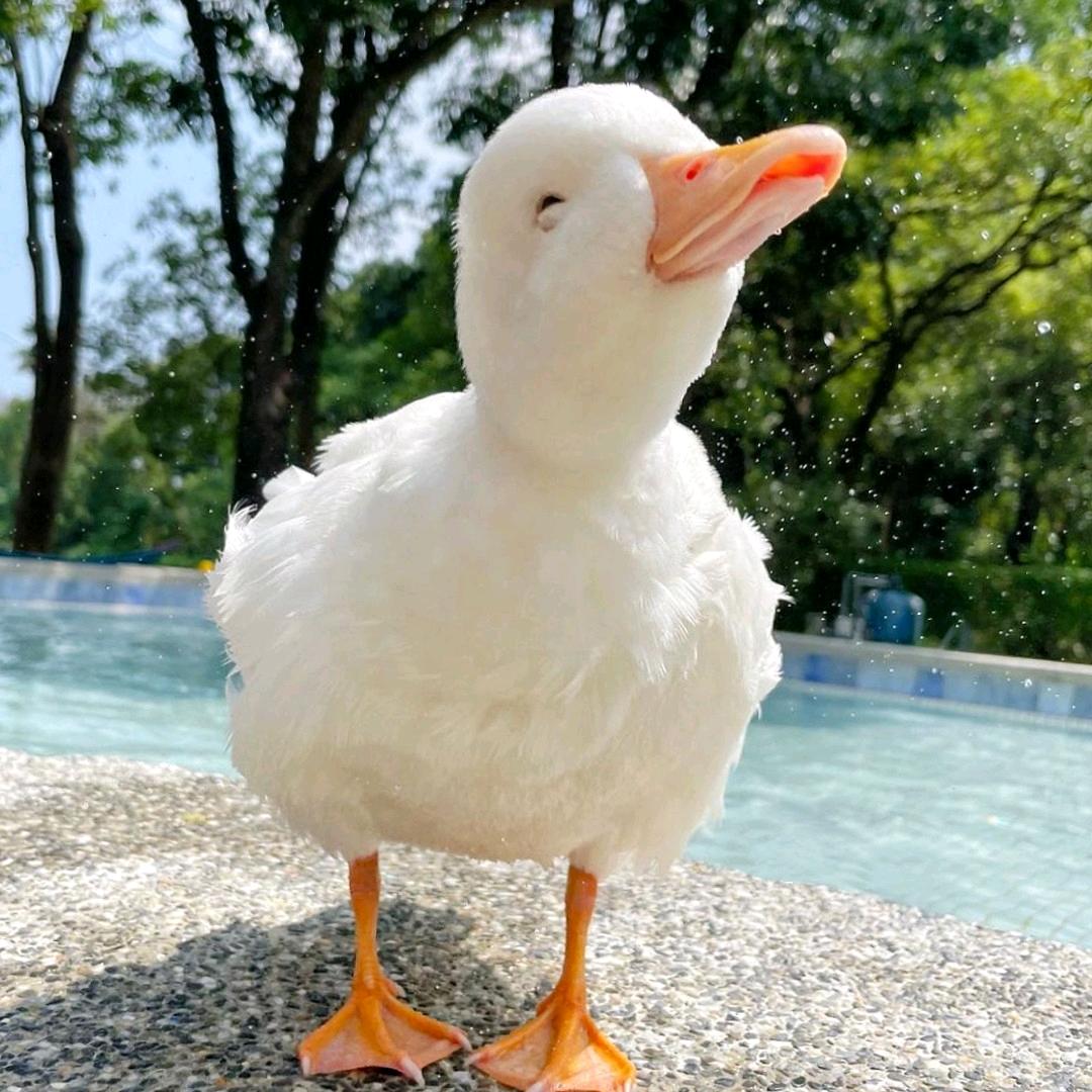 蜂蜜柚子水·
