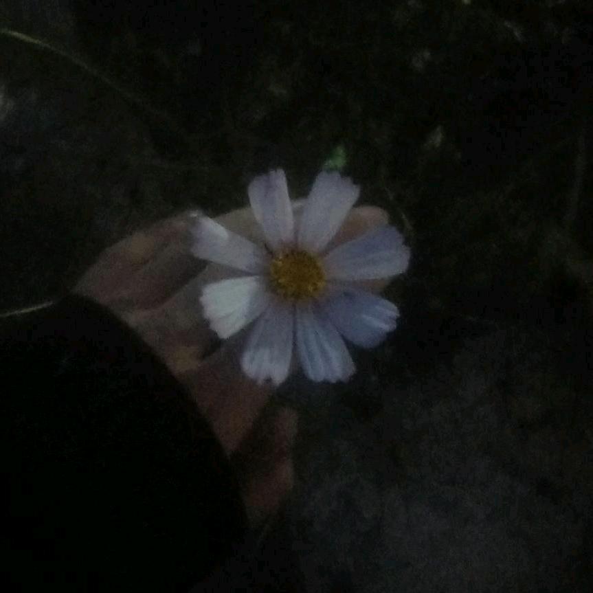 高冷哥