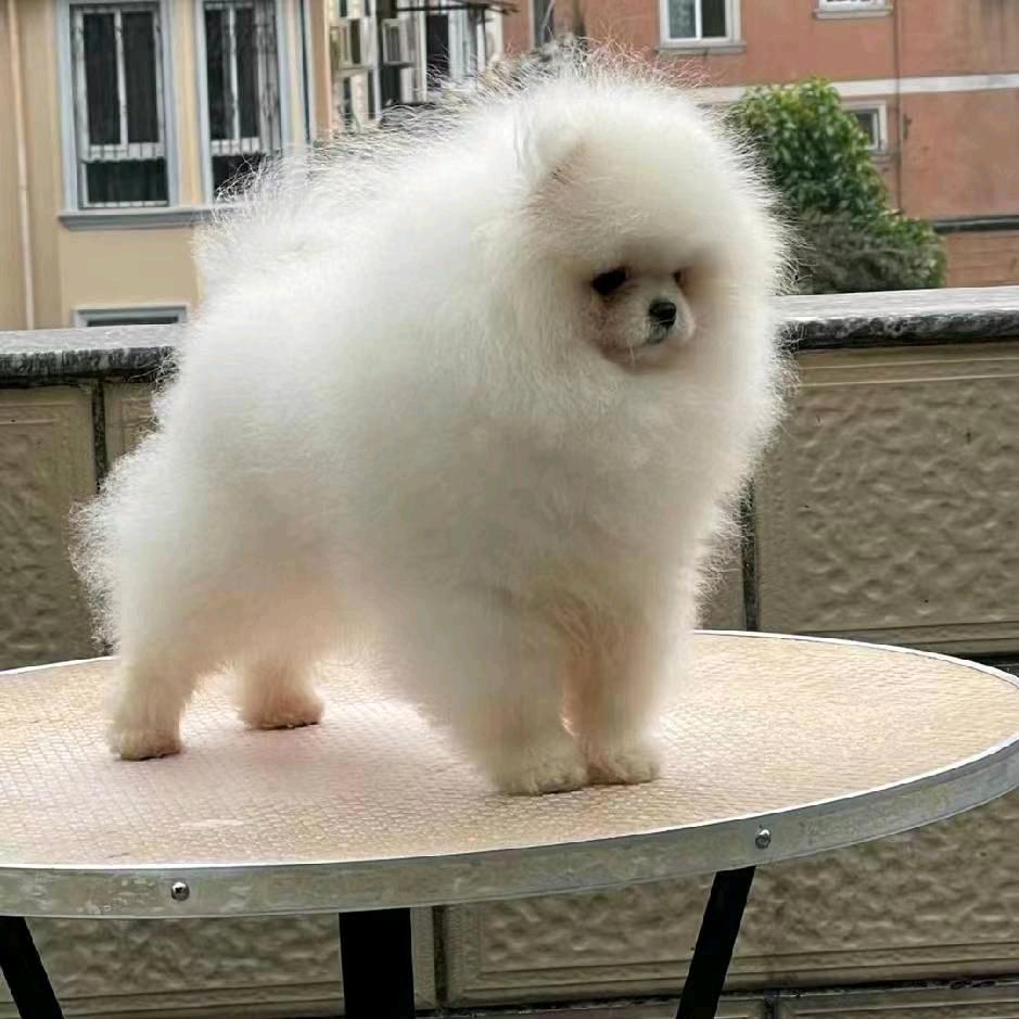 鑫牧犬舍