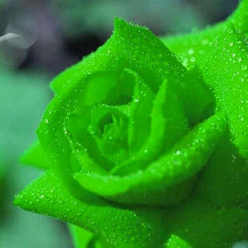 吉祥🐷🐒🍀🌾🌻