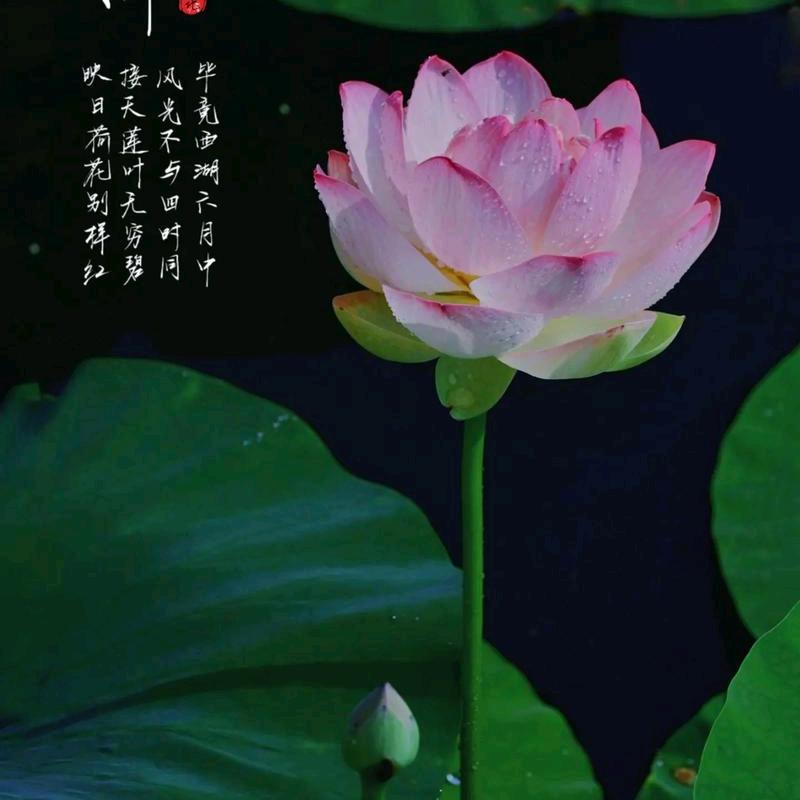 万脚养生