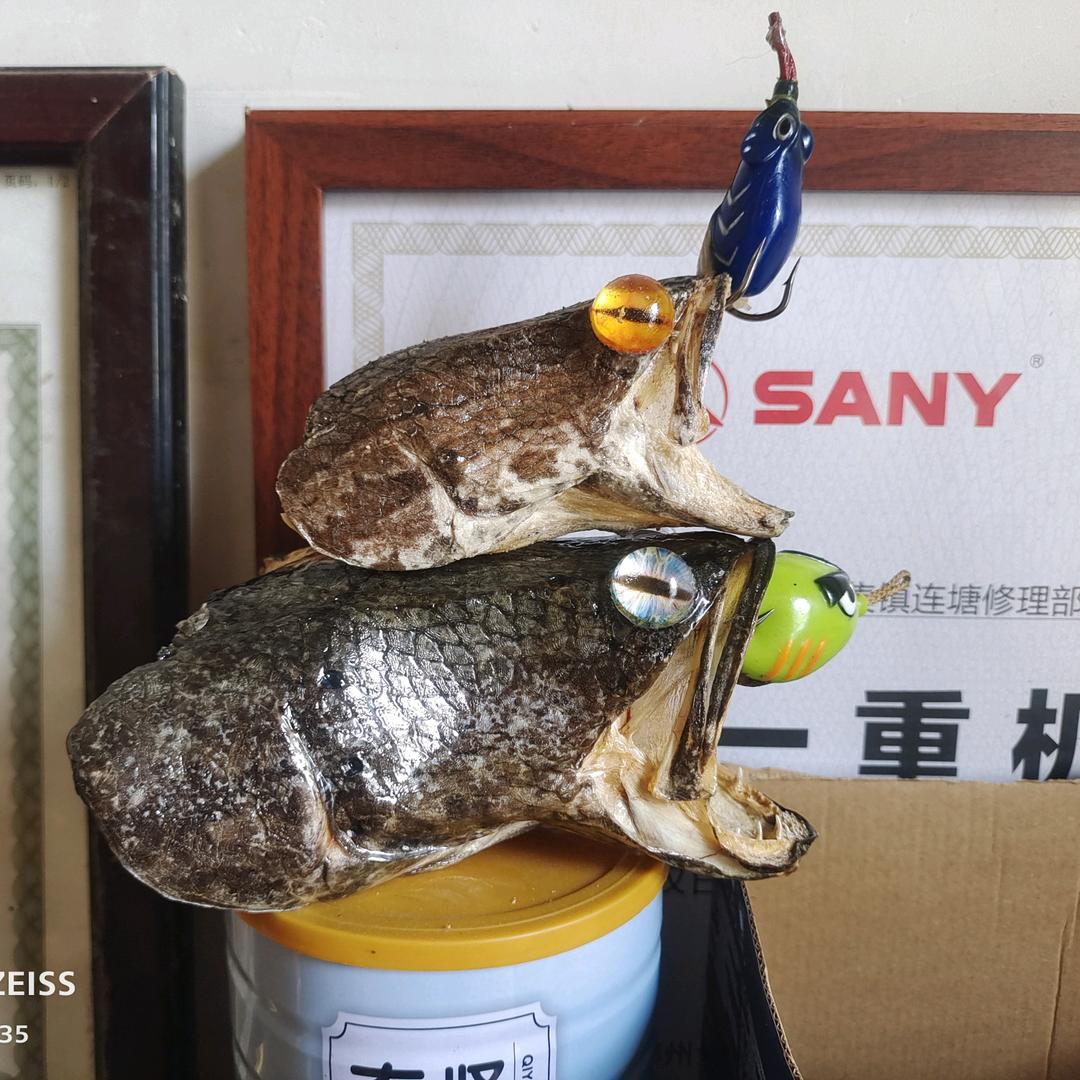 路亚黑鱼