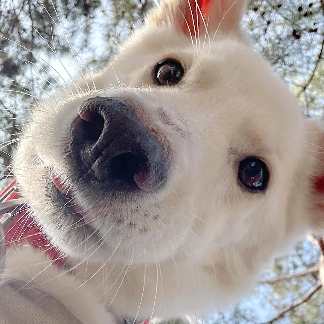 老猫不是猫