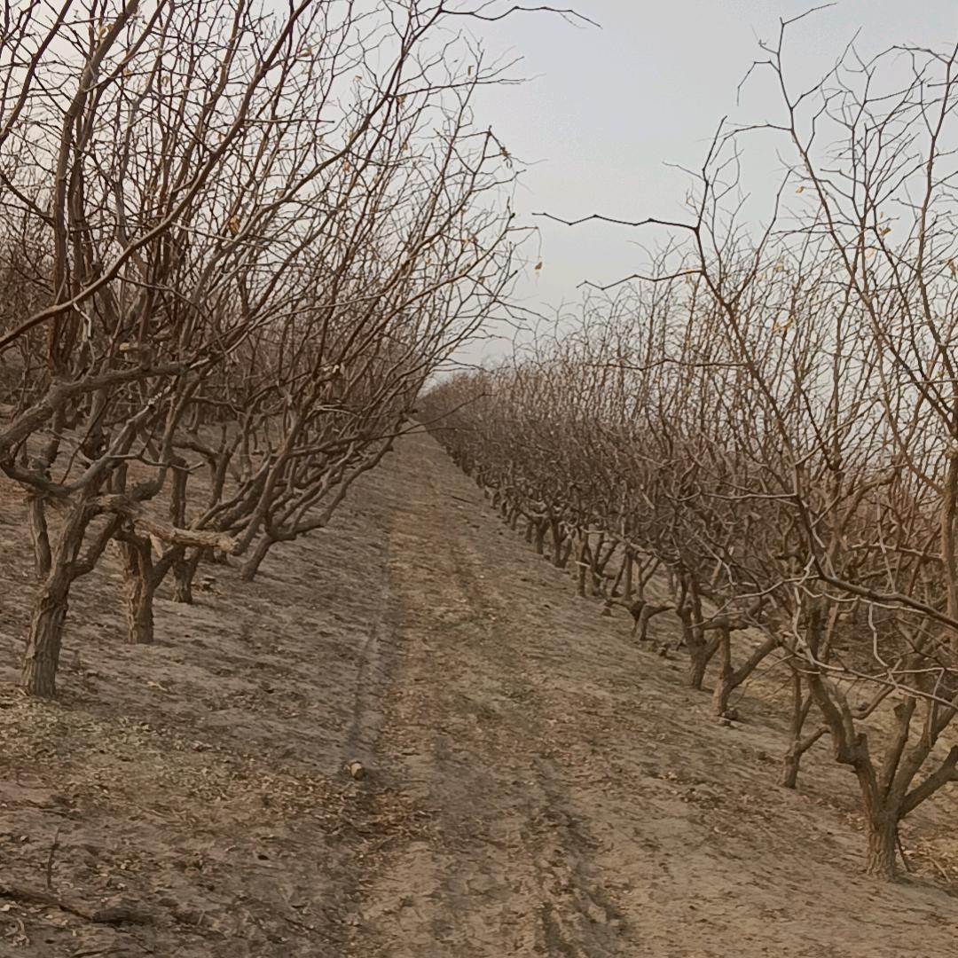 昆玉市枣老头干果店