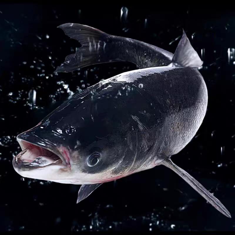 江安冷水瘦身🐟