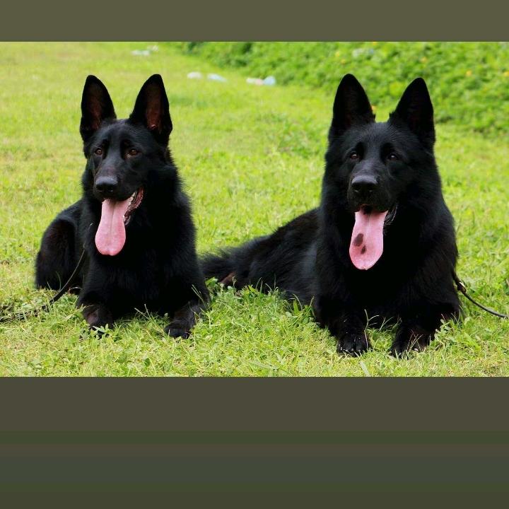 农村小虎犬舍基地