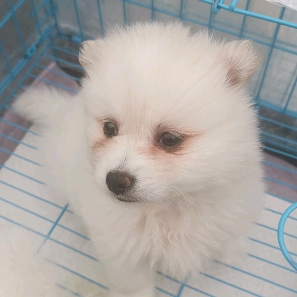 爱吃西红柿炒鸡蛋