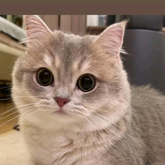 选宠一家猫猫狗狗快乐零食