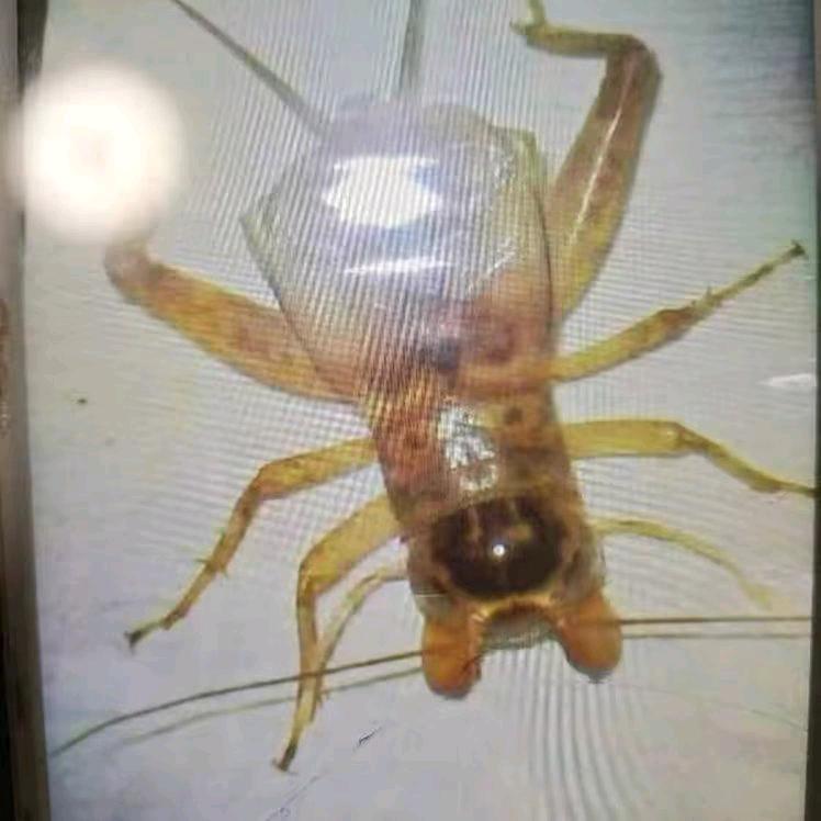 天津永勝仿野（验虫，公养两不误的份房）