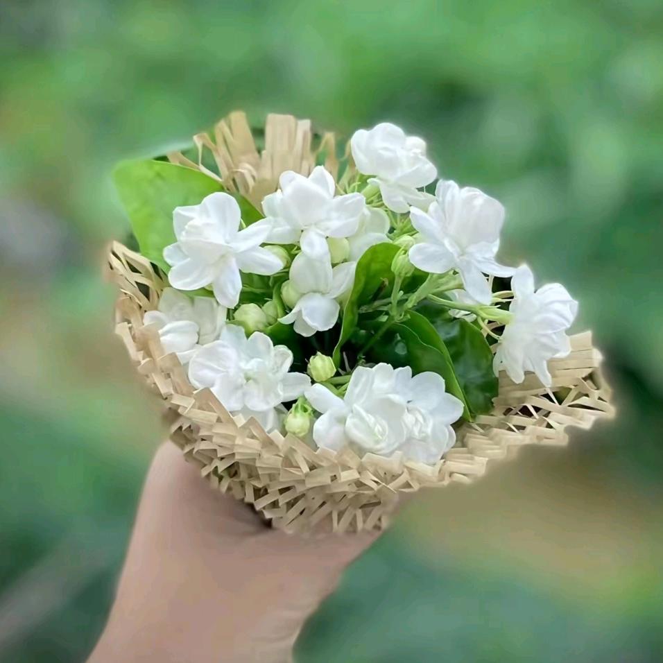 𐂂ღ᭄ 清风茉白✨ღ᭄ꫛ