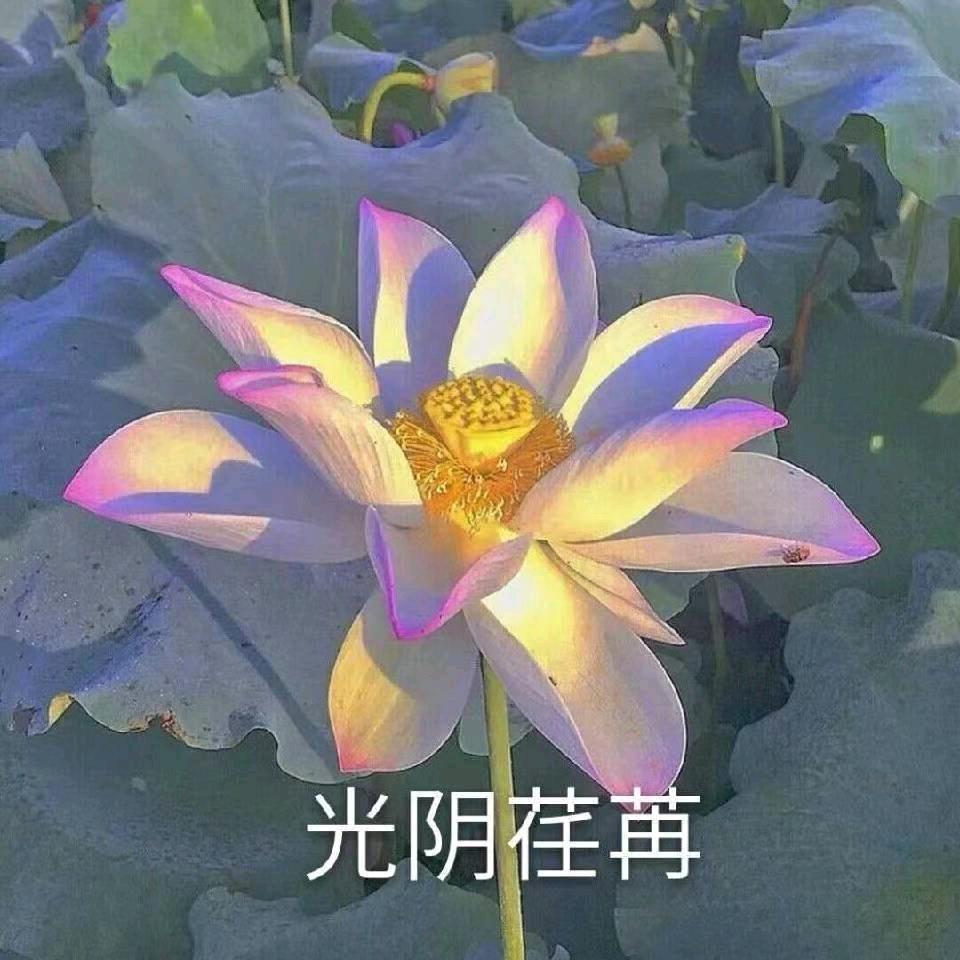 光阴荏苒